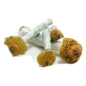 thai koh samui magic mushrooms in bulk capsules