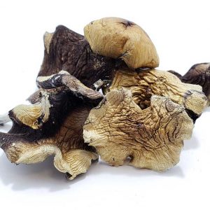 Burmesebulk 1