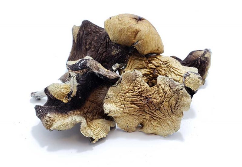 Burmesebulk 1