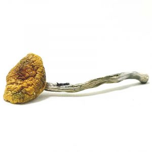 Hillbilly Magic Mushrooms