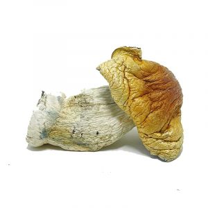 Steel Magnolia Magic Mushrooms