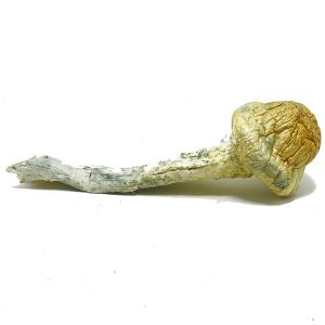 Thrasher PE Mushrooms