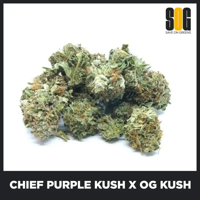 Chief-Purple-Kush-X-OG-Kush