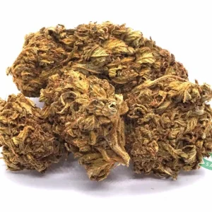 Chocolope (AA)