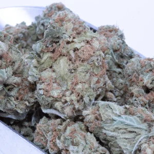 Lemon skunk 1