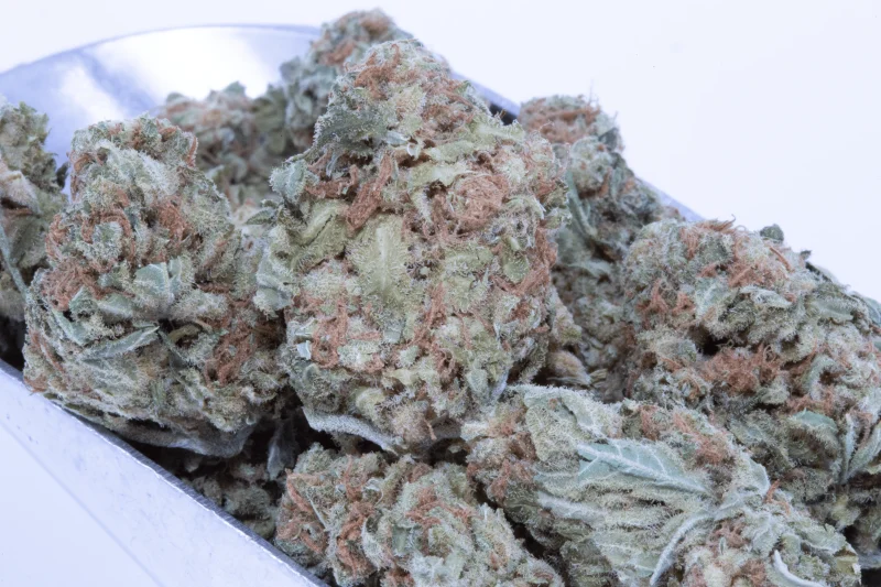 Lemon skunk 1