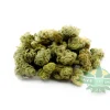 Mimosa 1
