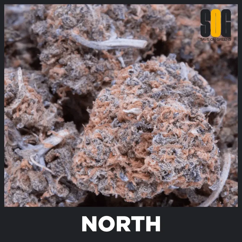 North Kush (AA)
