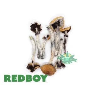 Red Boy - The Mutant Shroom