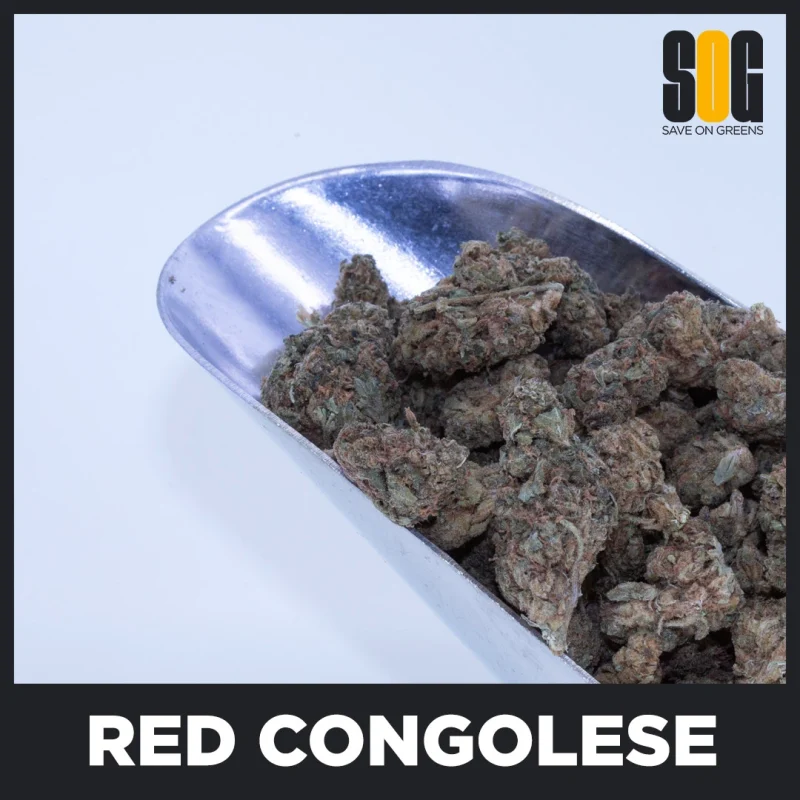 Red Congolese