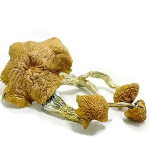 Thai Elephant dung