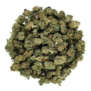Gelato 41 (AA+)