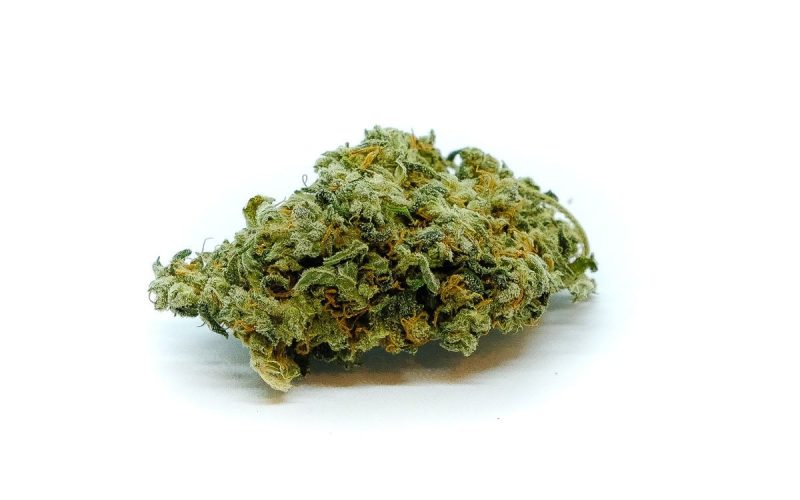 skunk3
