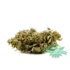 white widow