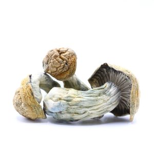 DC Mak Magic Mushrooms