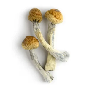 Trinity Magic Mushroom