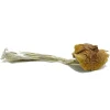 ecuadorian magic mushrooms