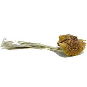ecuadorian magic mushrooms