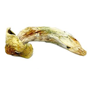 Melmac Magic Mushrooms