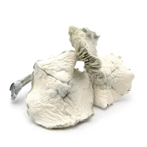 Albino Jedi Mind Fuck Magic Mushrooms