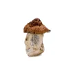 Bluey Louie Magic Mushrooms