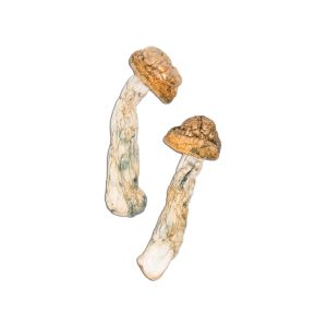 Code Blue Magic Mushrooms