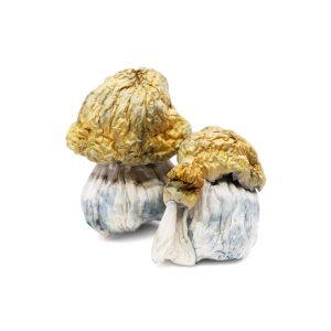 Avalanche Magic Mushroom