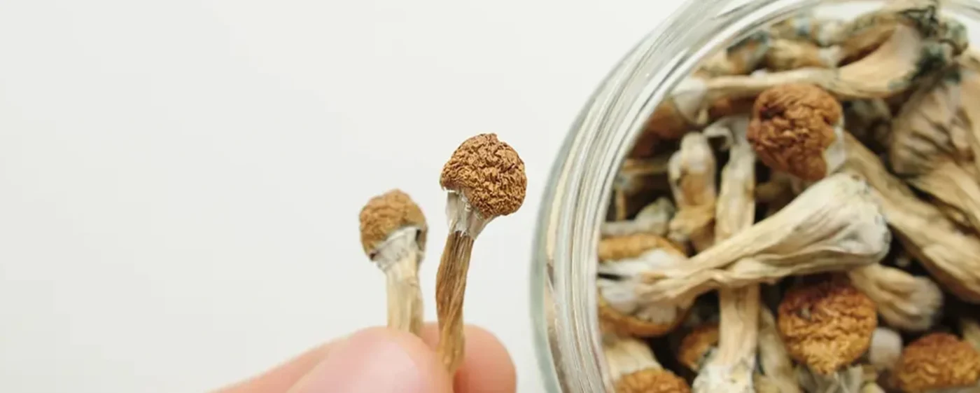 How Much Do Shrooms Cost