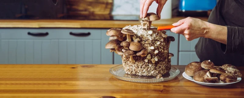 A pile of mushrooms being sliced on a table.